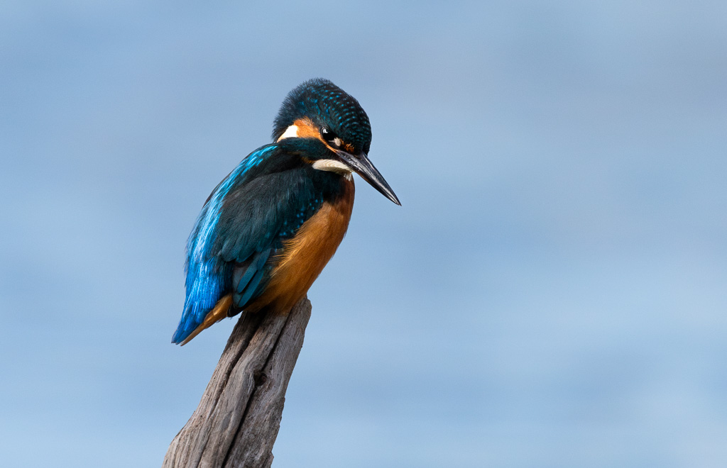 Kingfisher 8