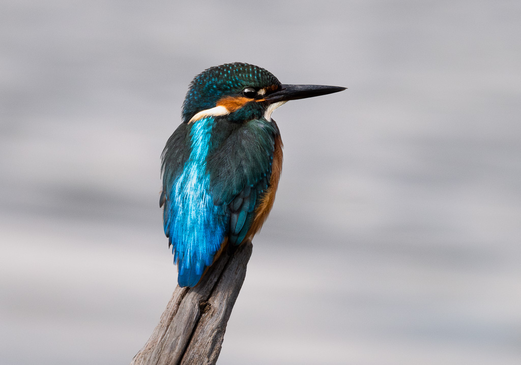 Kingfisher 9