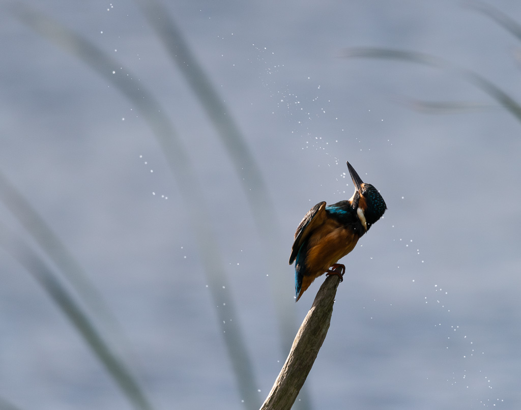 Backlit Kingfisher 1