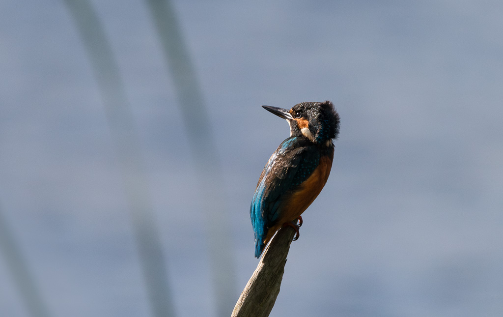 Backlit Kingfisher 2
