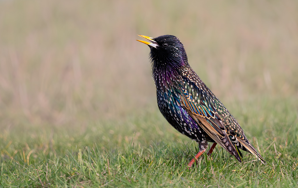 Elmley Starling 1