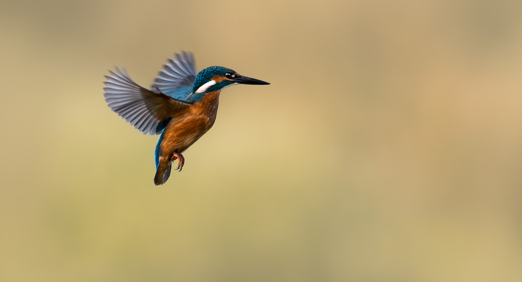 Kingfisher Hovering 3