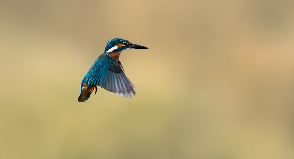 Kingfisher Hovering 4