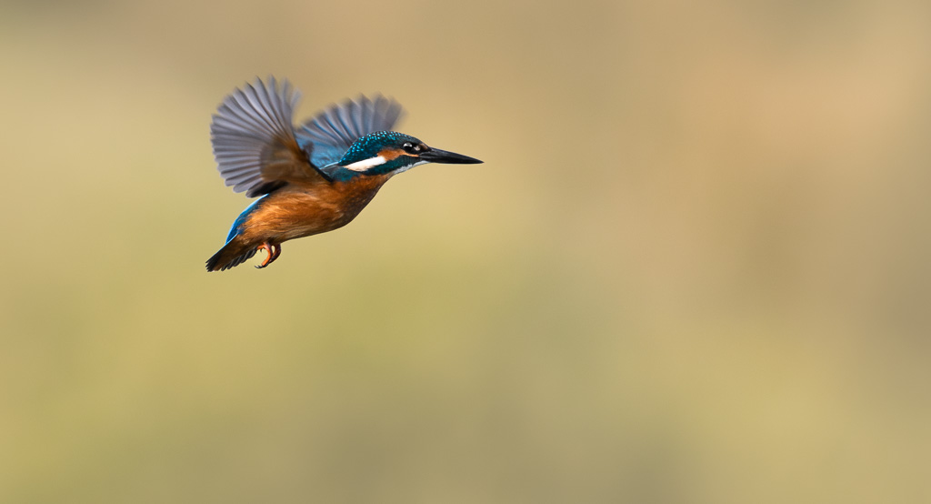 Kingfisher Hovering 5
