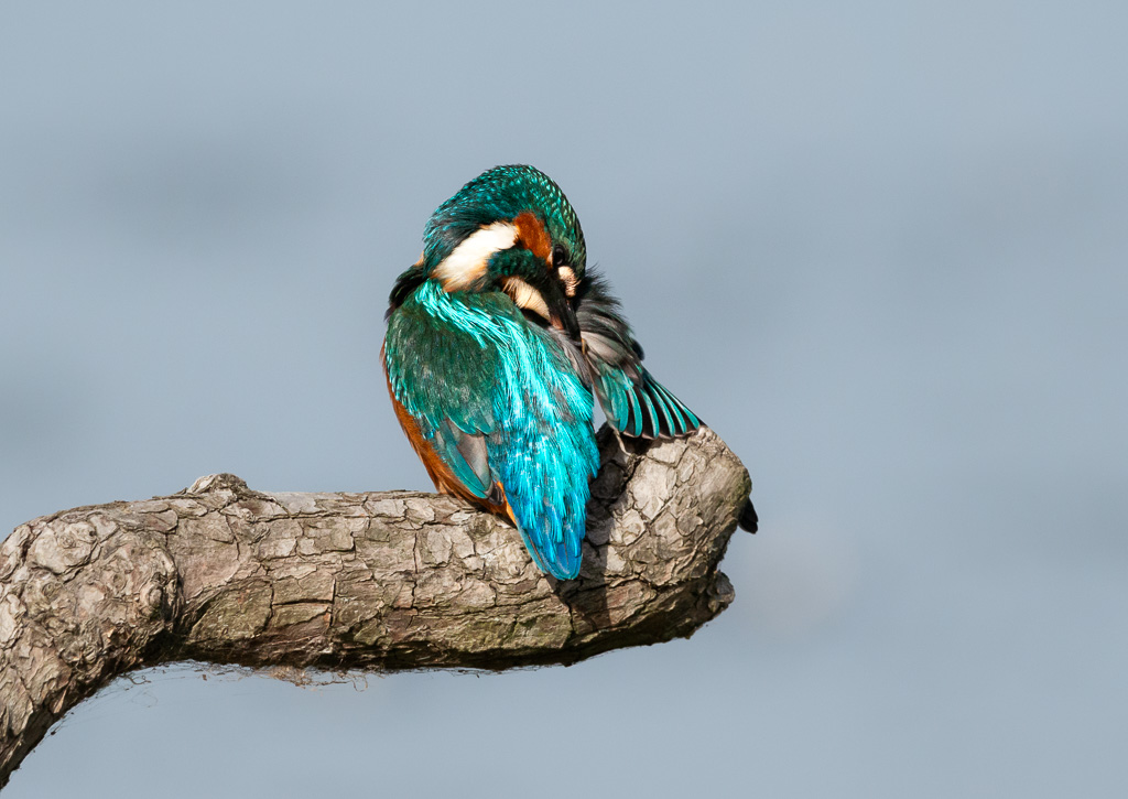 Kingfisher Preening