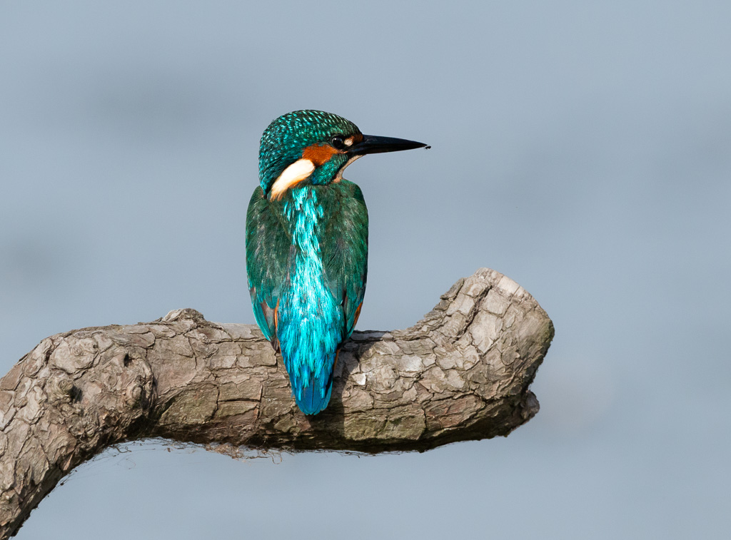 Kingfisher and Spider1