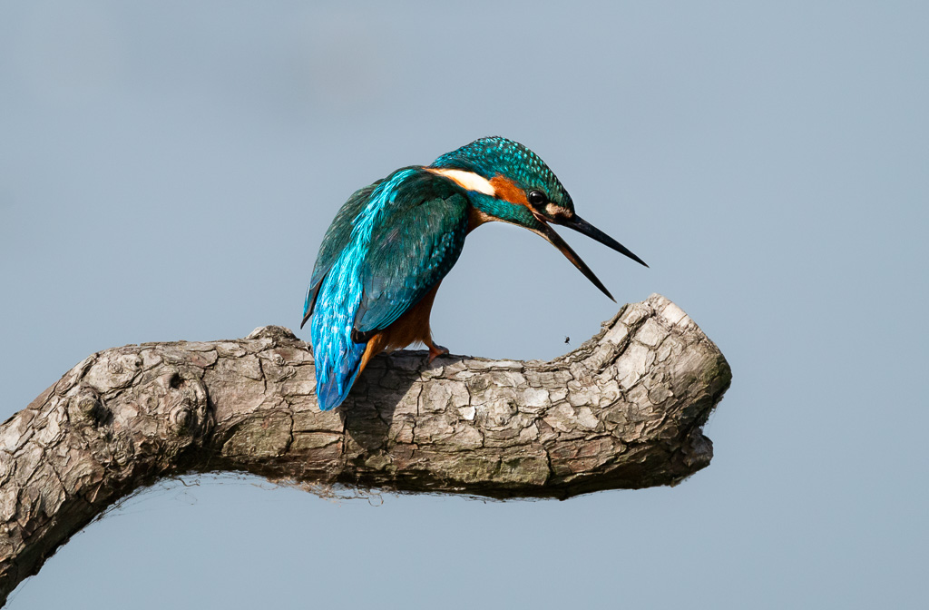 Kingfisher and Spider2