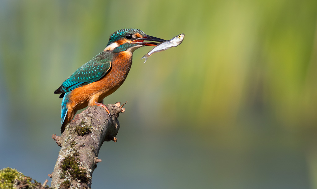 Kingfisher in the Sun 2