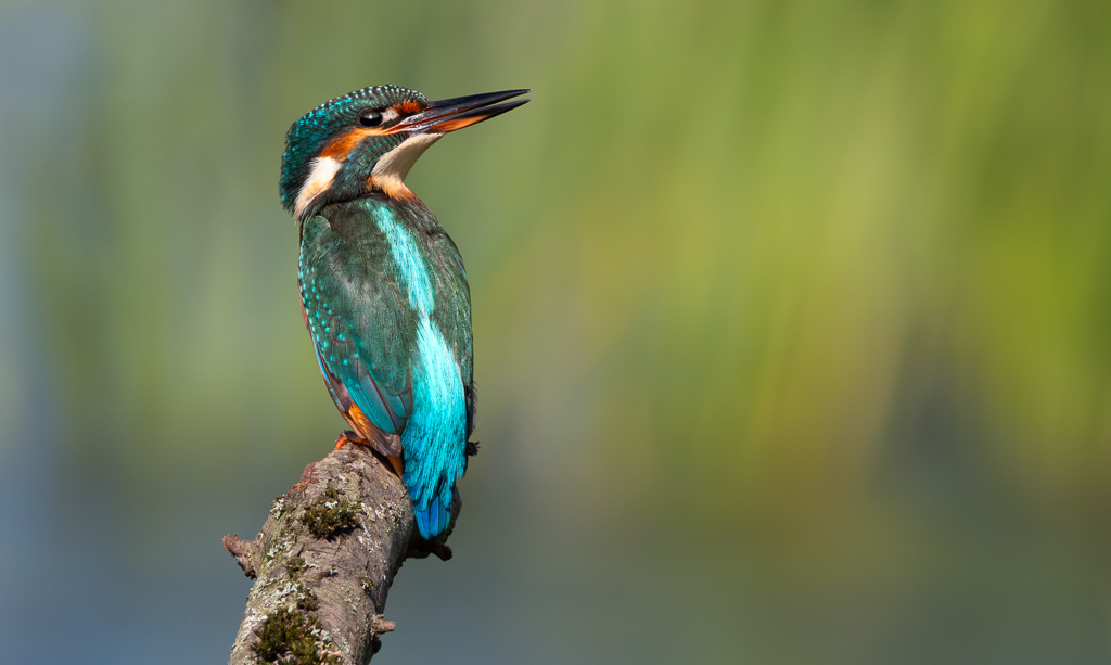 Kingfisher in the Sun 4