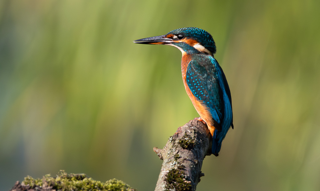 Kingfisher in the Sun 5