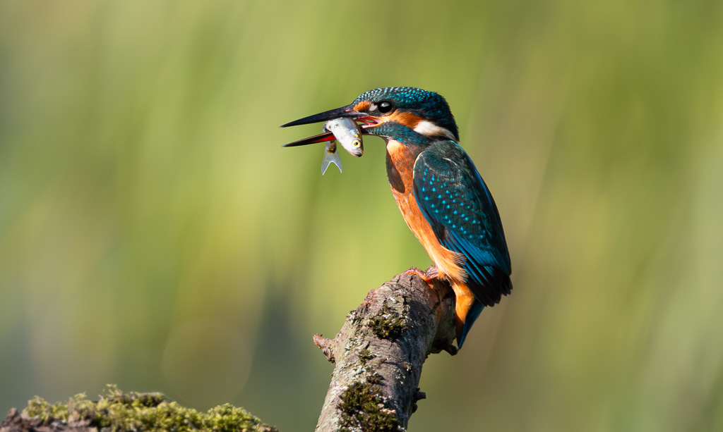 Kingfisher in the Sun 6