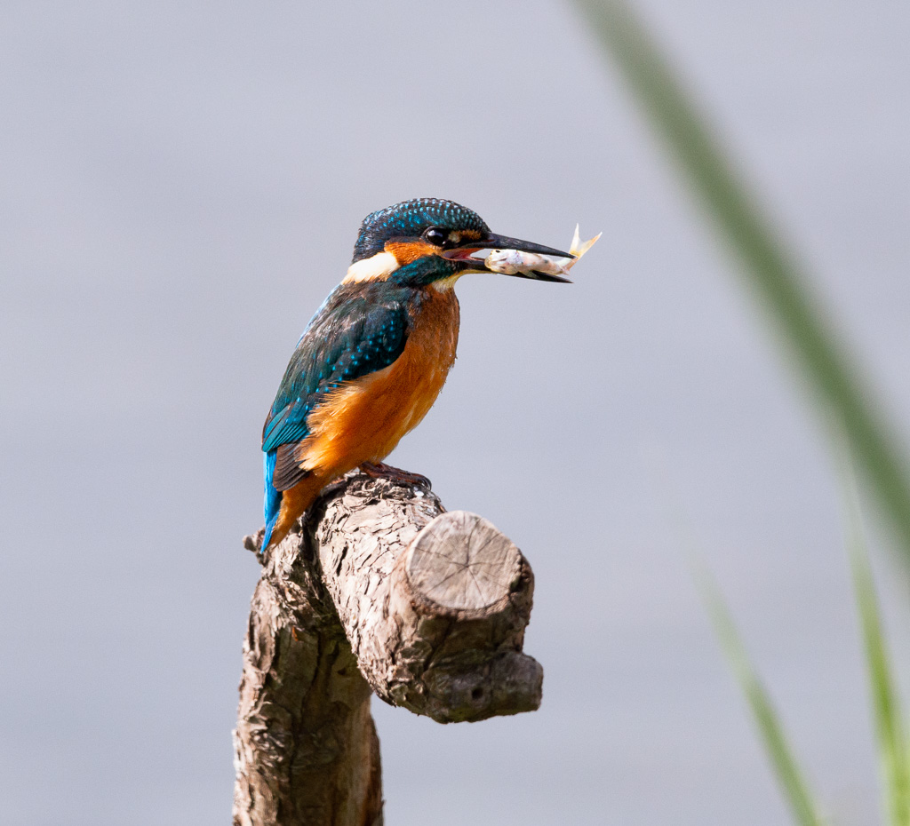 Kingfisher with Fish 1