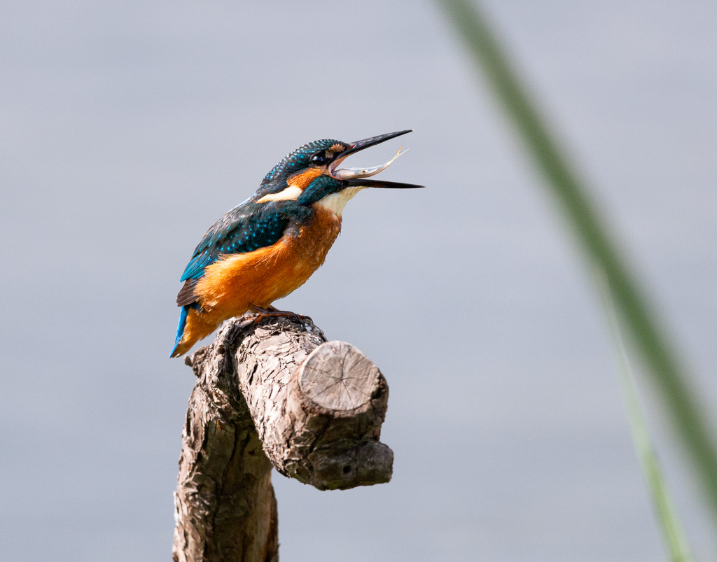 Kingfisher with Fish 2