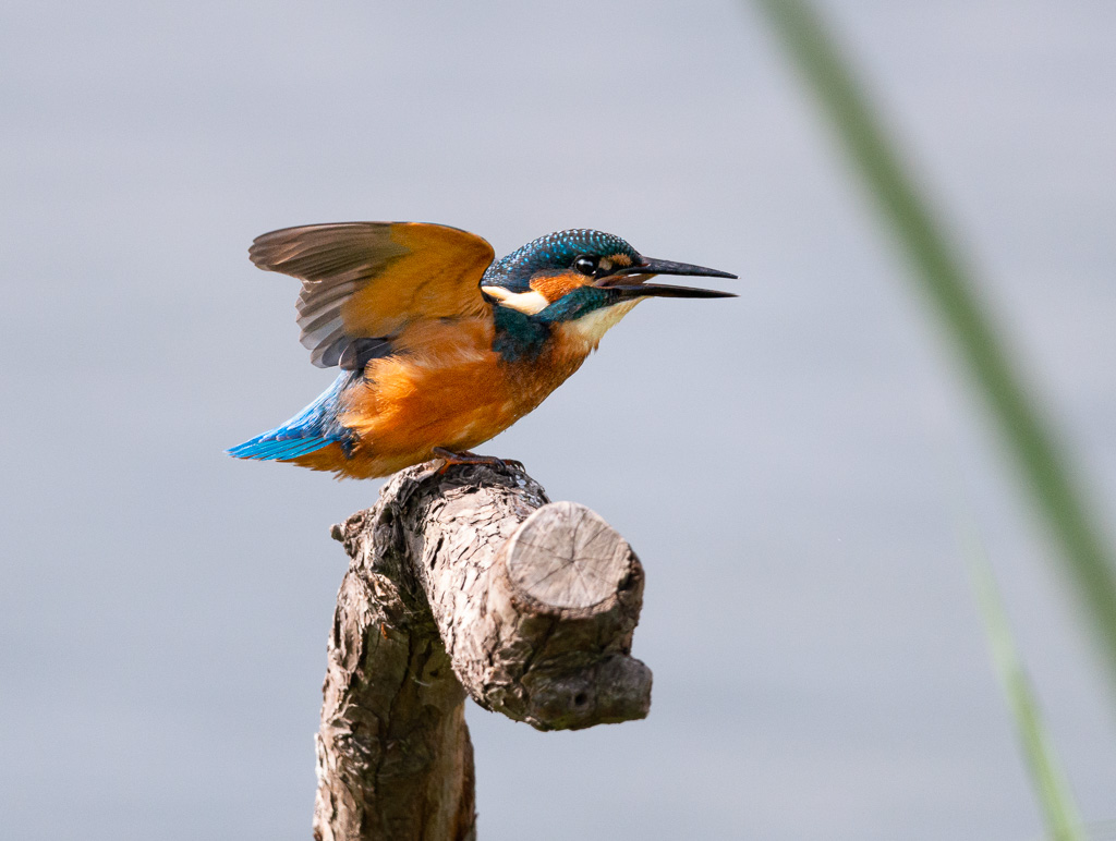Kingfisher with Fish 3