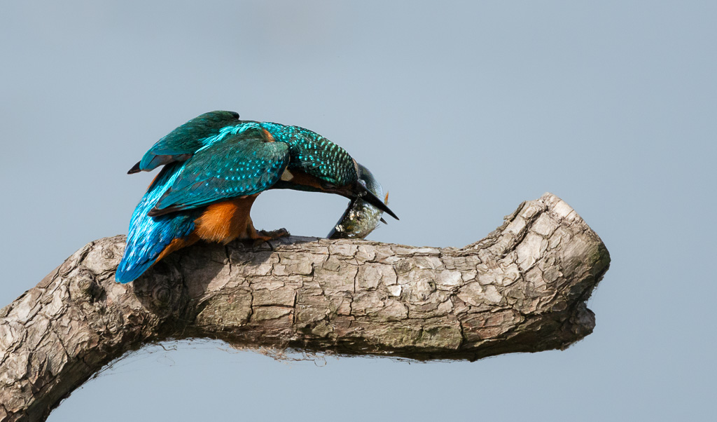 Kingfisher with Fish4