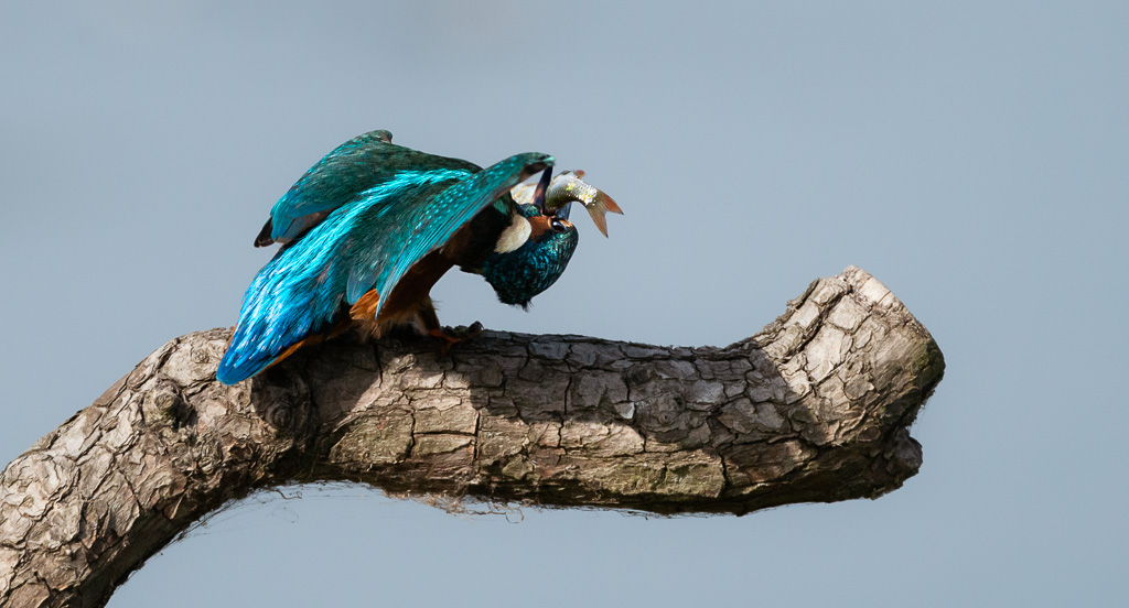 Kingfisher with Fish6