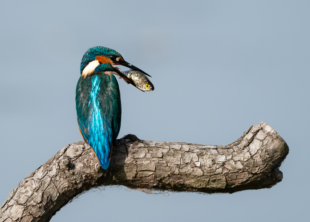 Kingfisher with Fish7