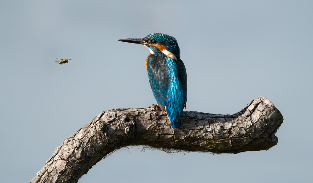 Kingfisher with Wasp