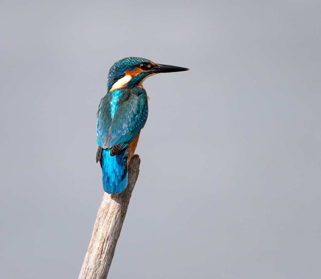 Kingfisher 9