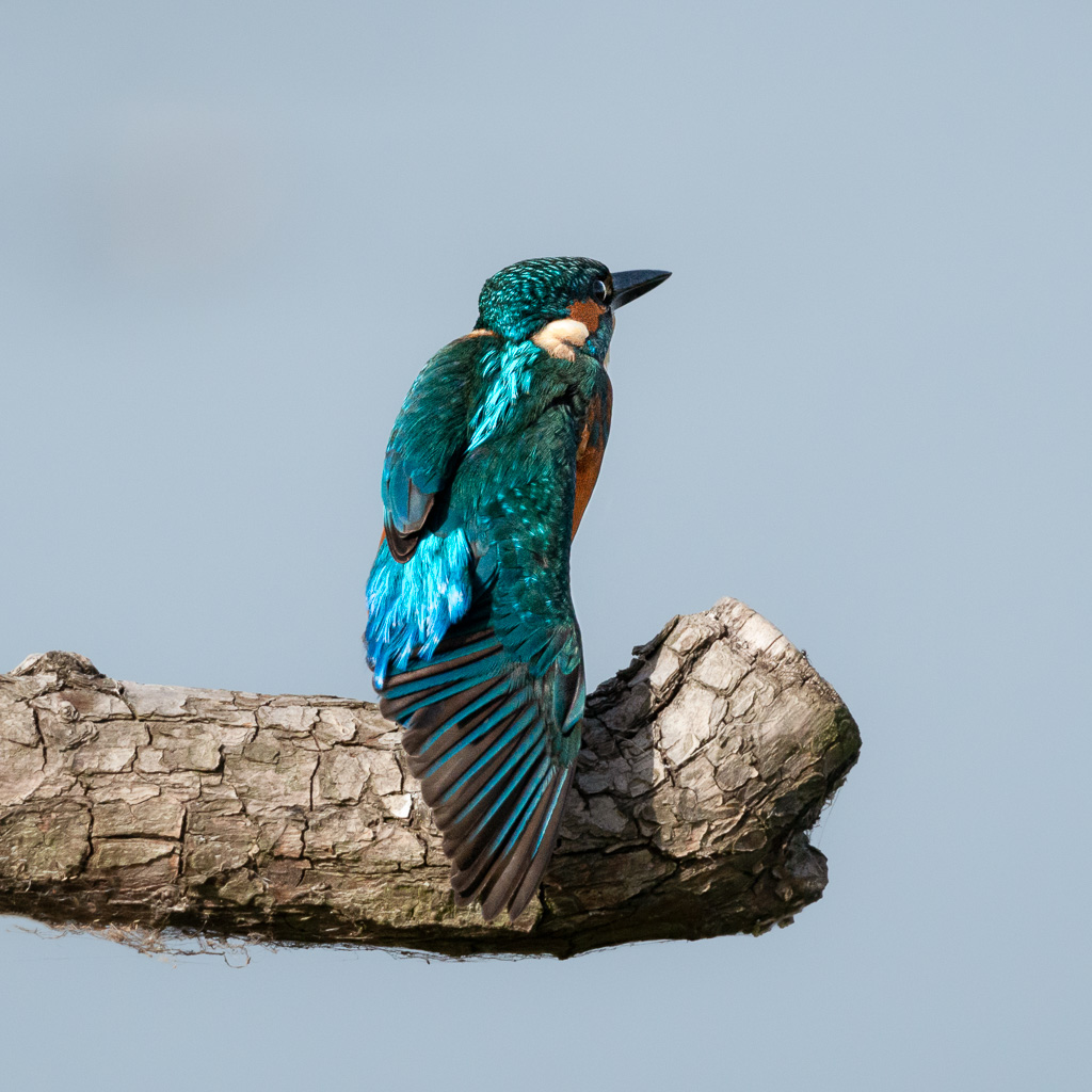 Stodmarsh Kingfisher 3