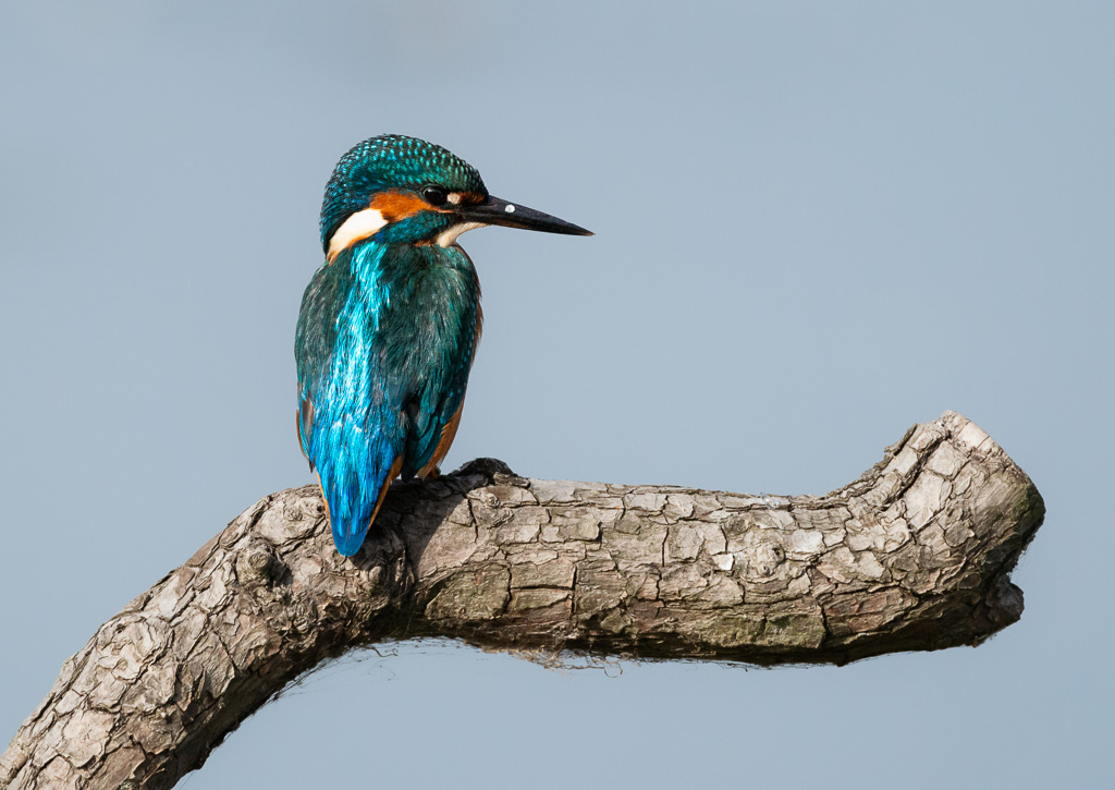Stodmarsh Kingfisher4