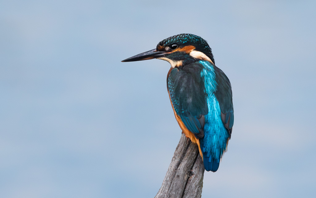 Stodmarsh Kingfisher 7