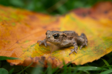 Garden Frog