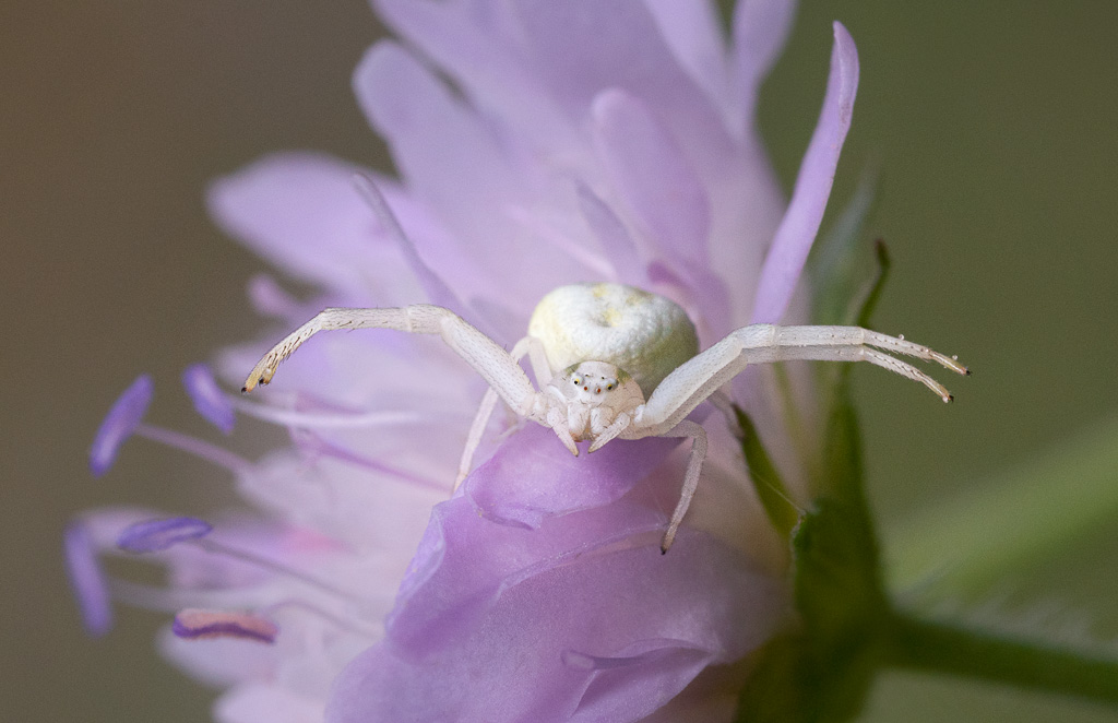 Flower Crab Spider 1