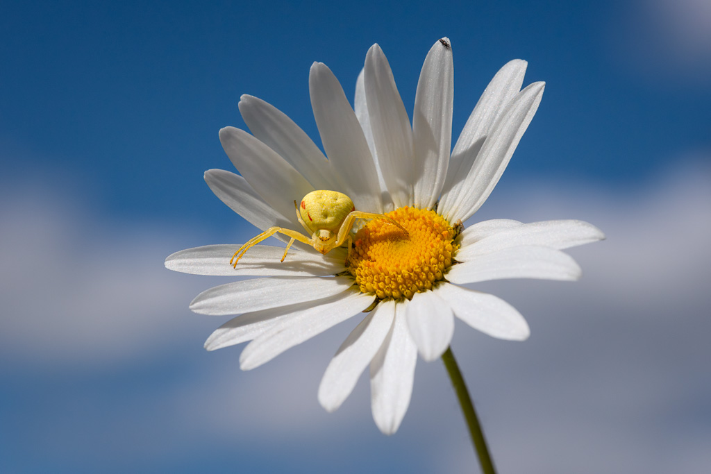 Flower Crab Spider 9