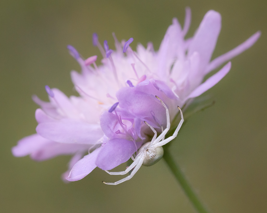 Flower Crab Spider 2