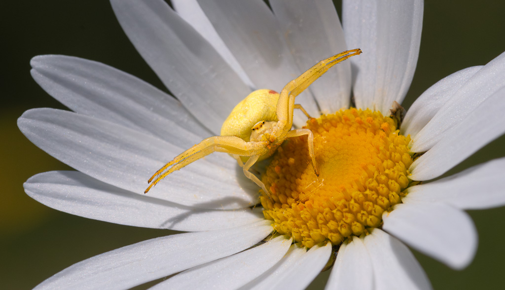 Flower Crab Spider 7