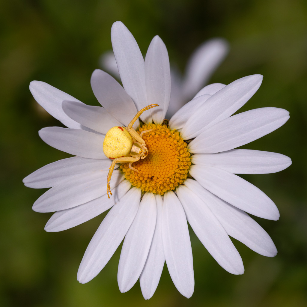 Flower Crab Spider 8