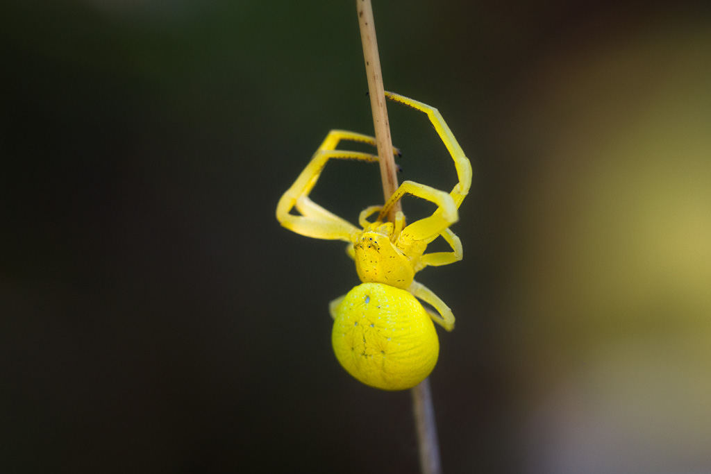 Goldenrod Crab Spider 1
