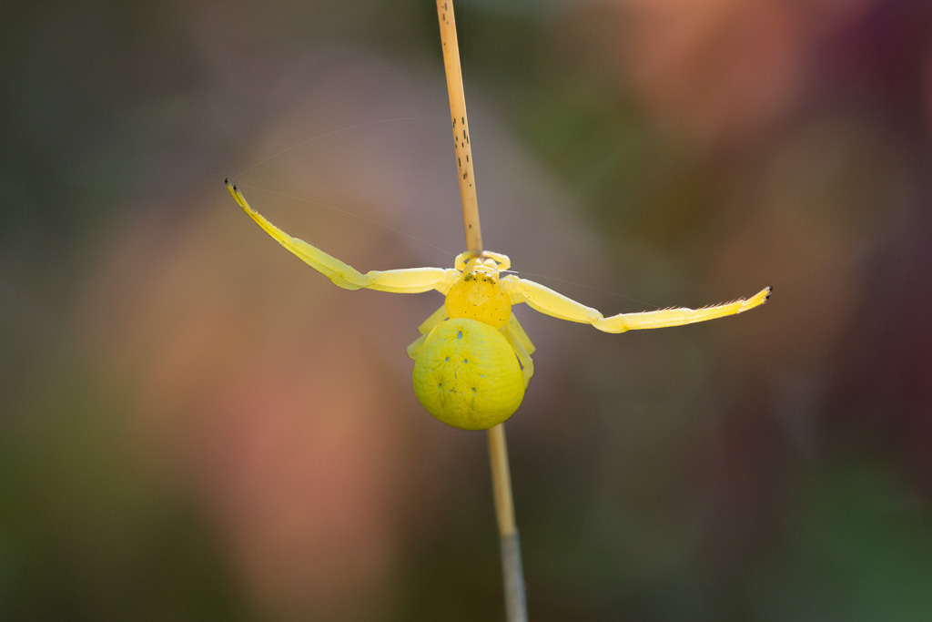 Goldenrod Crab Spider 2
