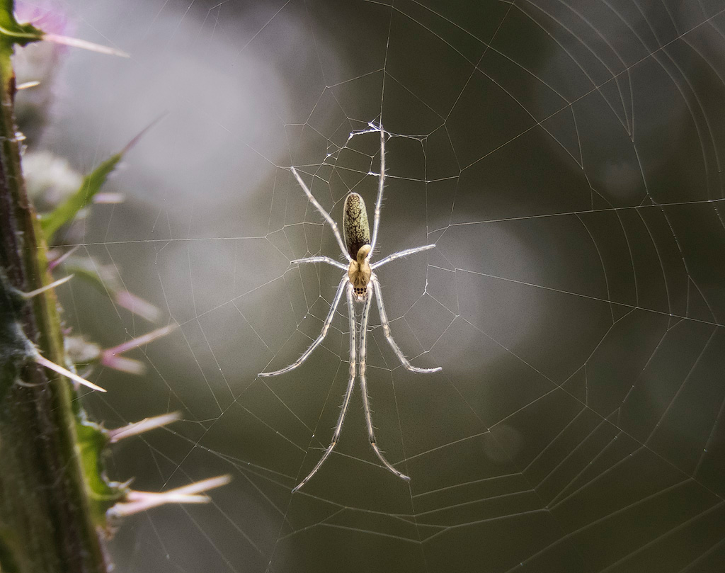 Long Jawed Orb Weaver 1