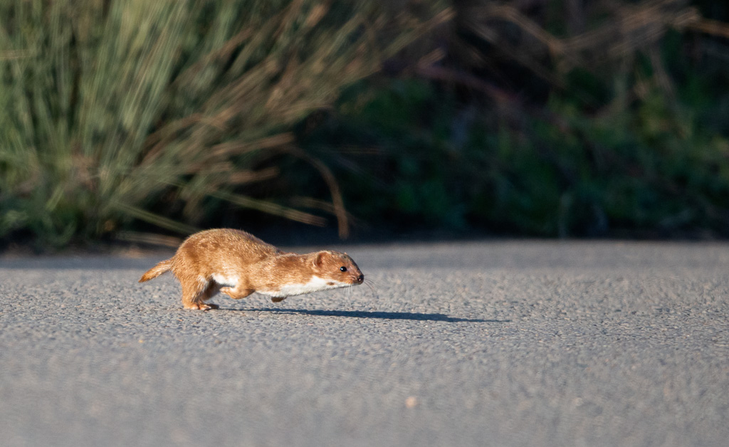 Action Weasel