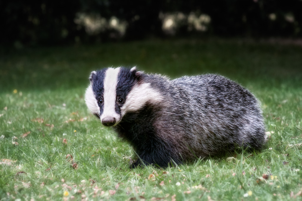 Badger 2
