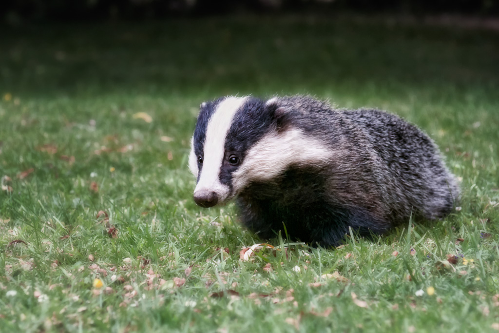 Badger3