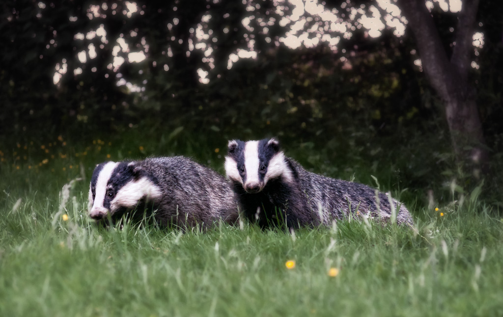 Badgers1