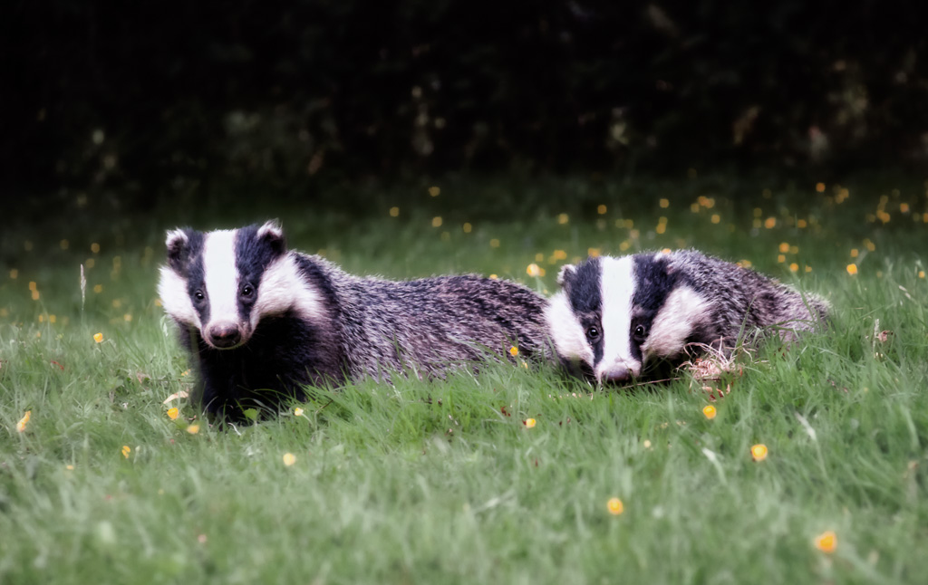 Badgers 2