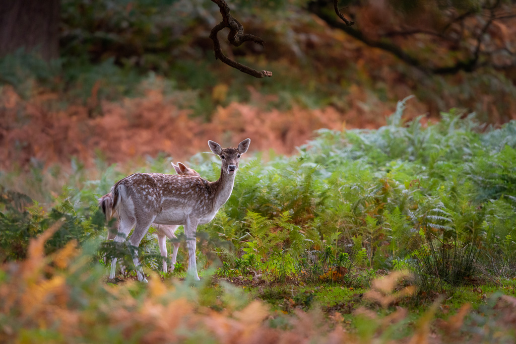 Doe and Fawn 2