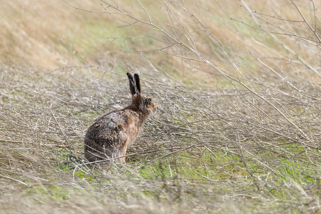 Elmley Hare 2