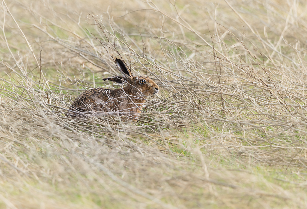 Elmley Hare 3