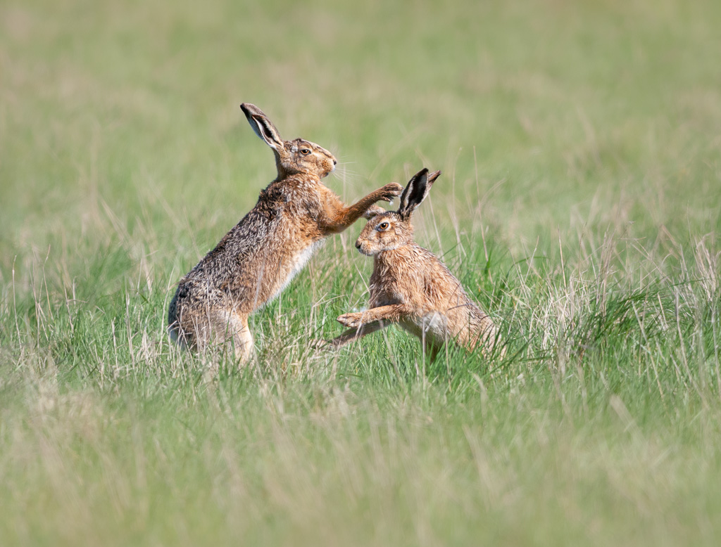 Elmley Hares 1