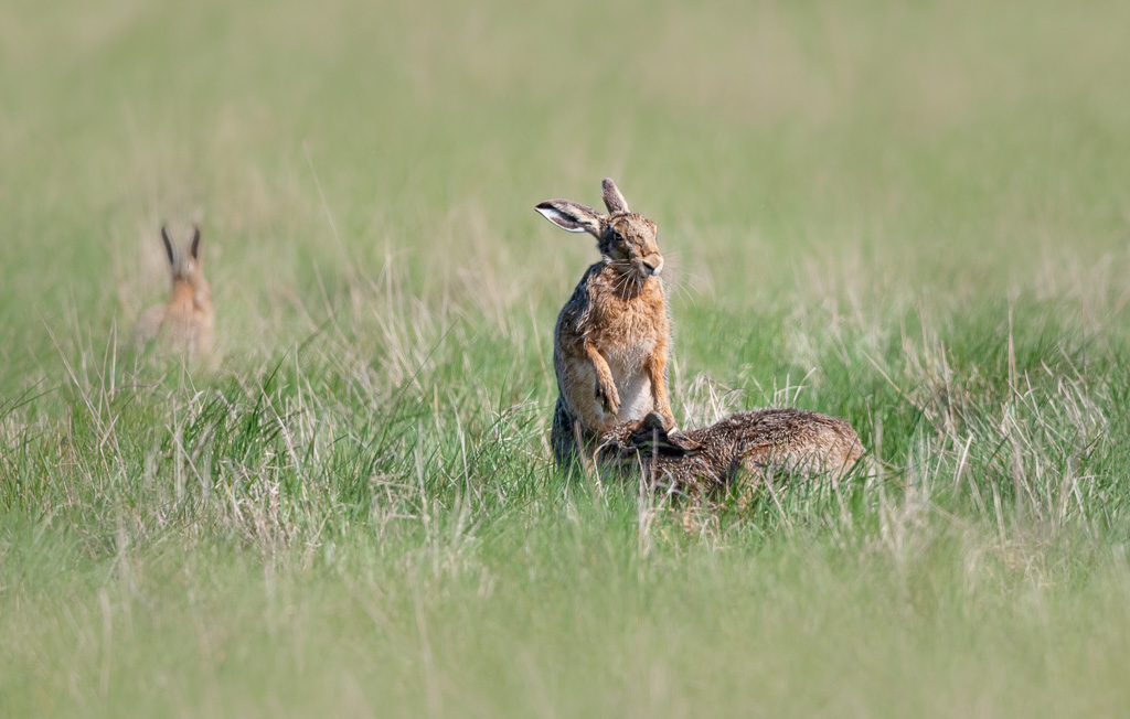 Elmley Hares 2