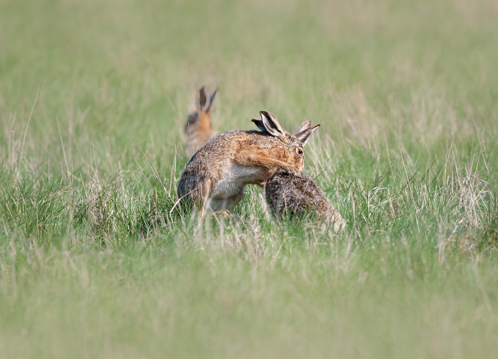 Elmley Hares 3