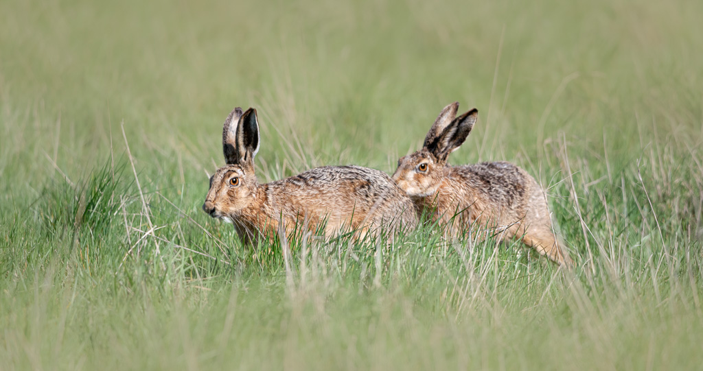 Elmley Hares 4