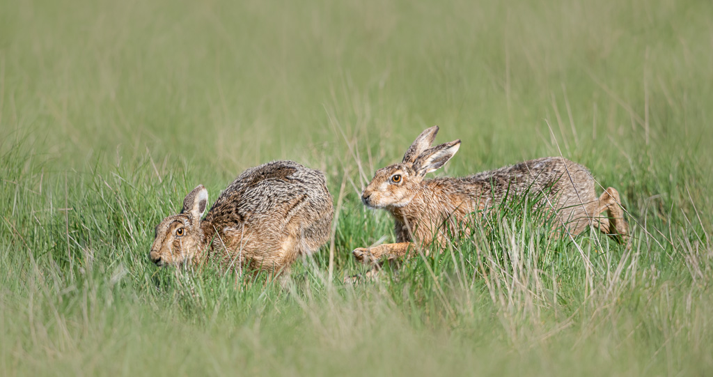 Elmley Hares 5