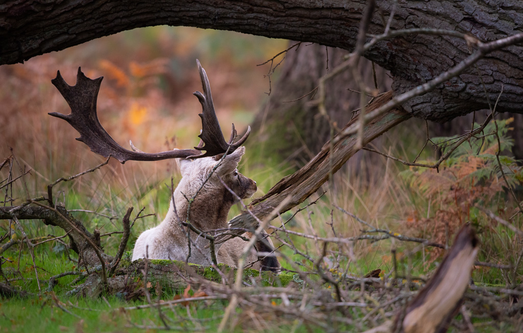 Fallow Buck 2