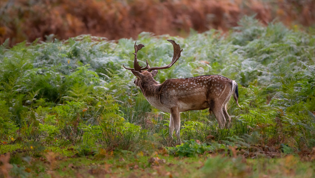 Fallow Buck 3